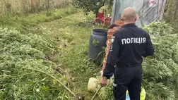 Kendert termesztett egy férfi a Beregszászi járásban 