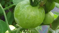 Az őszi időszak egyik legveszélyesebb kórokozója a szürkepenész. 