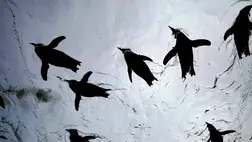 Szokatlan mészárlás: méhek öltek meg 63 veszélyeztetett pingvint