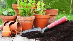 Ezek a növények nem hiányozhatnak a lakásból