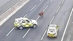 Egy tehén békésen sétált az angliai autópályán