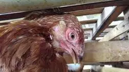 A fertőző laryngotracheitis