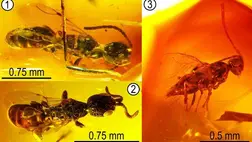 Nyolcvanötmillió éves darázsfajokat fedeztek fel az ELTE kutatói