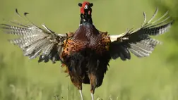 Rémisztő felfedezést tettek a fácánhússal kapcsolatban brit tudósok