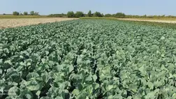 Az őszi betakarítású fejes káposzta szabadföldi termesztése