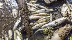 Ökológiai katasztrófa Lengyelországban – több tonna haltetem az Odera folyóban