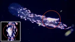 Szellemszerű tengeri lényt kaptak lencsevégre Mexikó partjainál