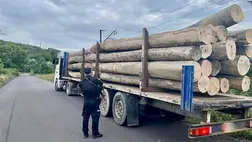 Illegális farakományt foglaltak le a kárpátaljai rendőrök