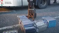 Több száz doboz adózatlan cigarettát szagolt ki a szolgálati kutya 