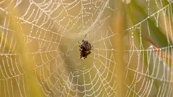 A pókoknak is vannak álmaik