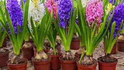 Szinte senki nem tud elmenni tavasz környékén egy virágbolt előtt sem anélkül, hogy rá ne csodálkozna a tavaszi hagymás virágok szépségeire.