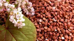 Jelen körülmények között nincs még egy olyan szántóföldi növény, amely ilyen kis költséggel, ennyire rugalmasan, ilyen magas rentabilitással lenne termeszthető!