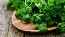 Koriander: érdemes naponta fogyasztani