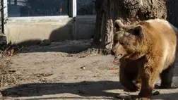 Ma jósolja meg a medve, hogy jön-e a tavasz