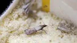 Molyok – lényegében mindegyik tárolt száraz, aszalvány és növényi eredetű terméket képes károsítani.  Ide értve a szemes termékeket, az aszalvány és a fűszer és más őrleményeket is. 