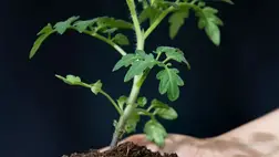 A járványszerűen terjedő uborka tőhervadása miatt a kárpátaljai magyar fóliakertészek tömegesen állnak át valamilyen más zöldség hajtatására. Egy időben a szamóca volt a sláger, de az idén nagyon sokan a paradicsomban látják a reményt. Fotó: Internet