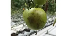 Kárpátalján az egyik legnépszerűbb fóliás/üvegházi termesztett haszonnövény a paradicsom.