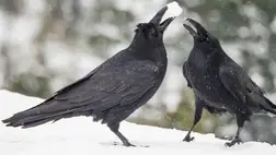 Cigarettacsikkek eltakarítására képeznek ki varjakat