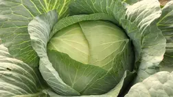 Az őszi betakarítású fejes káposzta szabadföldi termesztése (1.)