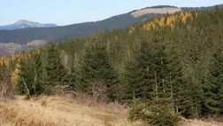 Kárpátalján tilos gépkocsival behajtani az erdőkbe