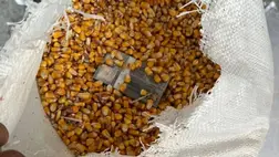 Kárpátalján csempészcigarettát találtak a kukoricában