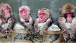 Majmok terrorizálják egy japán város lakóit, a banda egy tagját elfogták