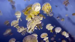 Elözönlötték a medúzák a tengert, több ezer állat vette körül a csónakot