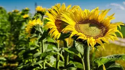 Közel felére csökkenhet a napraforgómag-termelés Ukrajnában