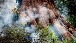 Erdőtűz fenyegeti a világ legnagyobb fáit