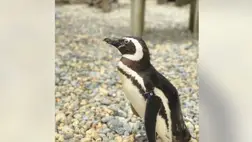 A világ egyik legöregebb pingvinje múlt ki a San Franciscó-i állatkertben