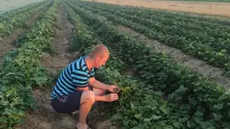 Megismerkedhetünk azokkal az év közbeni ápolási munkákkal, amelyeknek az elvégzése elengedhetetlen annak érdekében, hogy megfelelő méretű és kiváló minőségű batáta gumókat kaphassunk.