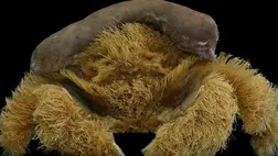 Kalapot készítenek maguknak az újonnan felfedezett szőrös rákok