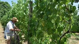 A gazda kora tavasztól úgy formálja, terheli a tőkéket, hogy azok nem csupán most, hanem hosszú éveken át biztosítsák a minőségi termést. 