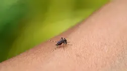 A legjobb természetes szúnyogriasztók