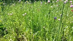 Nagyszőlős környékén több száz mákszárat foglaltak le a kárpátaljai rendőrök