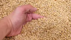 Kormányzó: több tízezer tonna agrárterméket vittek ki az oroszok Luhanszk megyéből