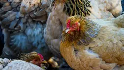 Bérelhető csirkék, tányértörő szobák, mobilvécé állatoknak: elképesztő, de sikeres ötletek