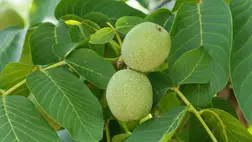 Mire használhatjuk a diófalevelet?