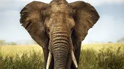 Nem kap emberi jogokat az öreg elefánt