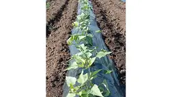 Az édesburgonyát, vagy másik nevén batátát – ellentétben a burgonyával – nem gumójáról, hanem a gumójából kinevelt hajtásairól szaporítjuk. 