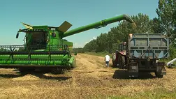 Az őszi búza termesztése