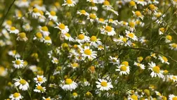 A 8 legnépszerűbb szépítő növény