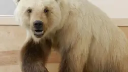 Megmentheti a hibridizáció a veszélyeztetett fajokat a kihalástól?