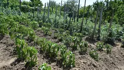 Csapadék: negatív félévi rekord