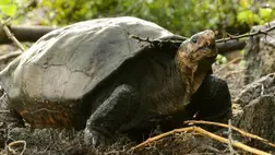 Száz éve azt hiszik, hogy kihalt, most élve találtak rá