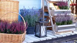  Rovarirtás házilag: bevált praktikák hangya, szúnyog, csótány és moly ellen 