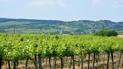 Szabad-e kötözni a szőlőt a növény virágzásakor?