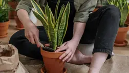  Ilyen sűrűn kellene cserélned a földet a növényeid alatt 