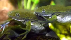 Így növesztették újra a békák amputált lábát