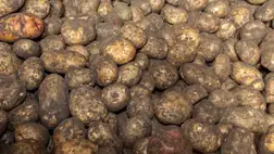 Ukrajnában a burgonya vásárlásakor a vevők évente 50 ezer tonna földért fizetnek